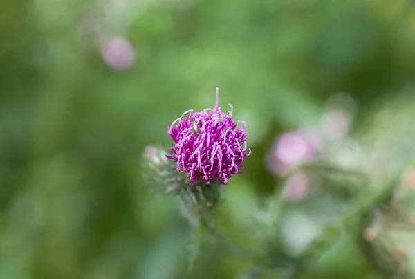 Hermosa Flor Cardo Verano Púrpura Sobre Fondo Pradera Verde Día — Foto de Stock