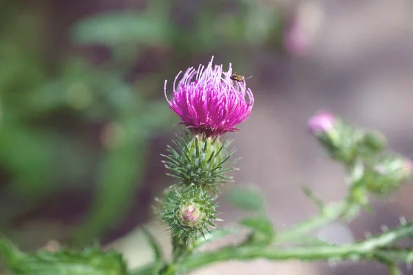 Красивый Фиолетовый Летний Цветок Чертополоха Зеленом Фоне Луга Теплый День — стоковое фото