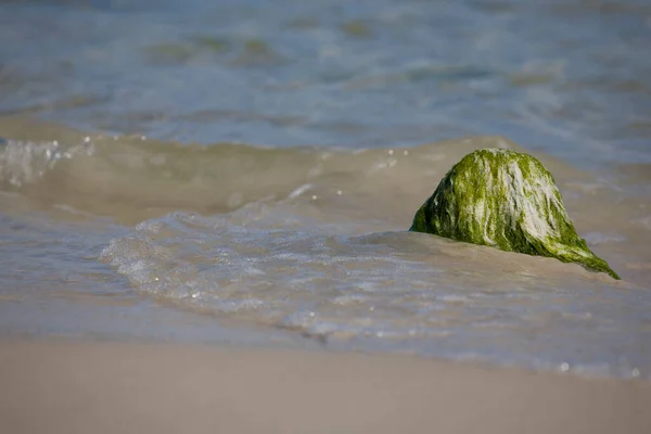 Beautiful Seaside Landscape Boulder Overgrown Green Algae Waves Sea Background — Stock Photo, Image