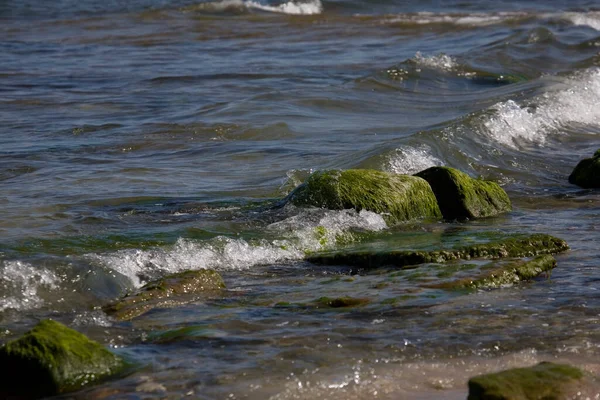 Beautiful Seaside Landscape Boulder Overgrown Green Algae Waves Sea Background — Stock Photo, Image