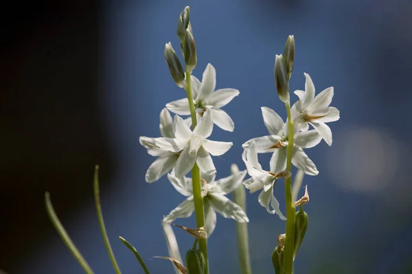 Piękne Małe Wiosna Białe Kwiaty Dzwony Rośnie Ogrodzie Wśród Zielonej — Zdjęcie stockowe