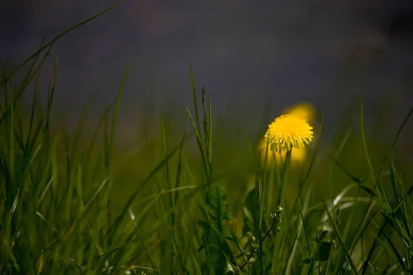 Hermosas Flores Diente León Amarillo Creciendo Prado Primavera Entre Hierba — Foto de Stock