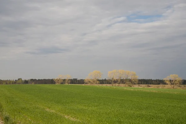 Schöne Natürliche Grüne Frühling Ländliche Ruhige Landschaft Mit Blauem Himmel — Stockfoto