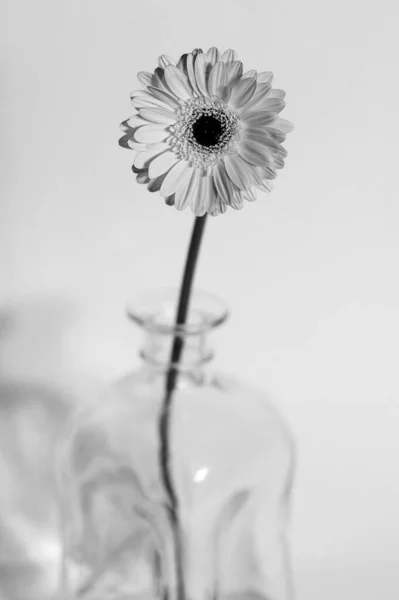 Krásná Elegantní Bílá Gerber Květina Černobílé Fotografie — Stock fotografie