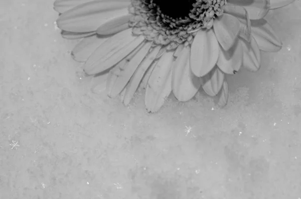Piękny Elegancki Biały Kwiat Gerber Czerni Bieli Zdjęcia — Zdjęcie stockowe