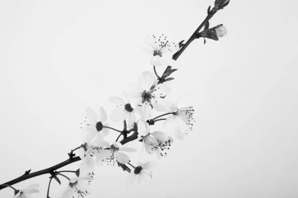 Красивая Ветка Цветущих Фруктовых Деревьев Белом Фоне — стоковое фото