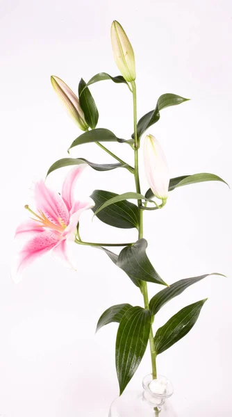 Gyönyörű Nagy Rózsaszín Liliom Virág Zöld Levelek Elszigetelt Fehér Háttér — Stock Fotó