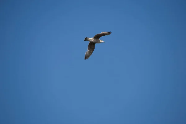 Belo Pássaro Gaivota Branca Voo Contra Pano Fundo Céu Azul — Fotografia de Stock