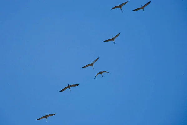 Krásný Klíč Ptáků Letící Proti Modré Bezmračné Obloze Jaře — Stock fotografie