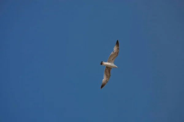 Красивий Білий Птах Чайки Польоті Тлі Блакитного Безхмарного Неба — стокове фото