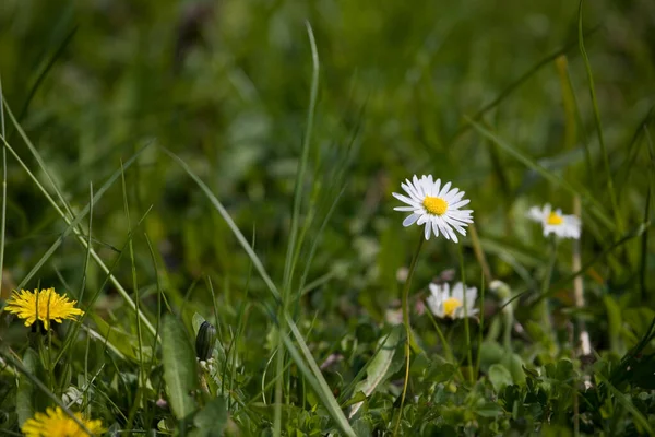 beautiful little white summer daisy in a meadow among green grass on a sunny day
