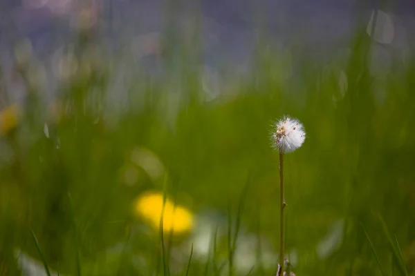 Hermoso Diente León Creciendo Cálido Día Primavera Contra Telón Fondo — Foto de Stock