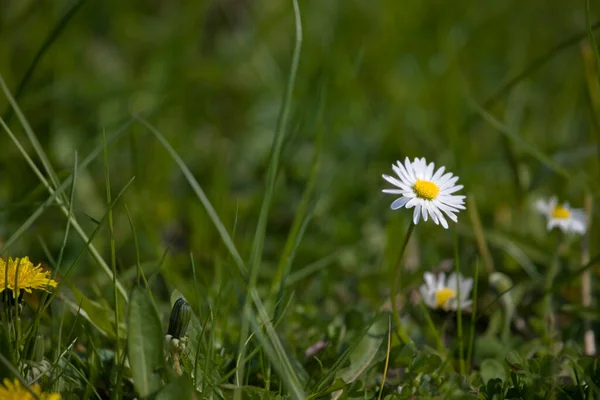 Pequena Margarida Verão Branca Bonita Prado Entre Grama Verde Dia — Fotografia de Stock