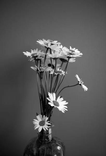 Lindas Flores Delicadas Brancas Verão Uma Margarida Vaso Monocromático — Fotografia de Stock