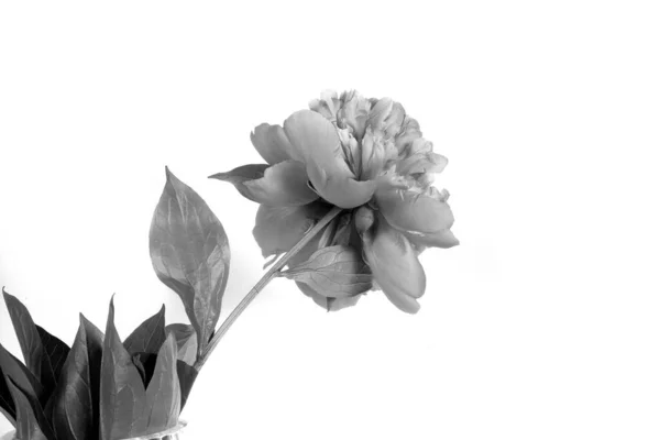 Красивый Цветущий Летний Пионерский Цветок Белом Фоне — стоковое фото