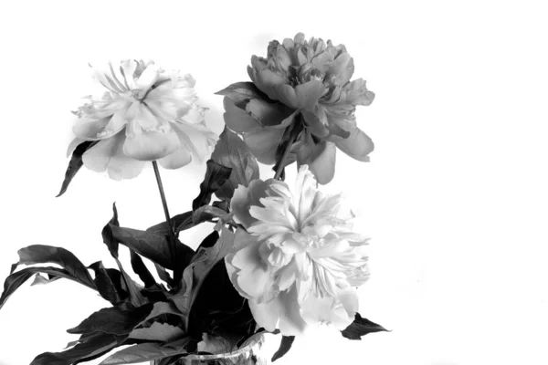 Belle Floraison Fleur Pivoine Été Isolé Sur Fond Blanc — Photo