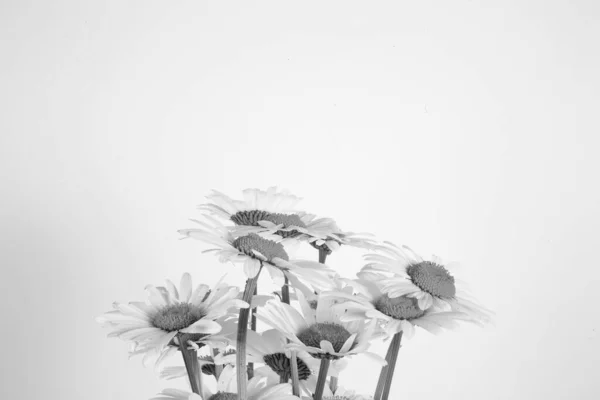 Lindas Flores Delicadas Brancas Verão Uma Margarida Vaso Monocromático — Fotografia de Stock