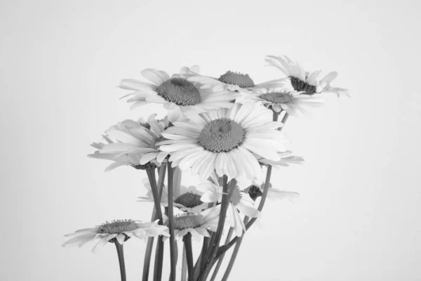 Belles Fleurs Blanches Été Délicates Une Marguerite Dans Vase Monochrome — Photo