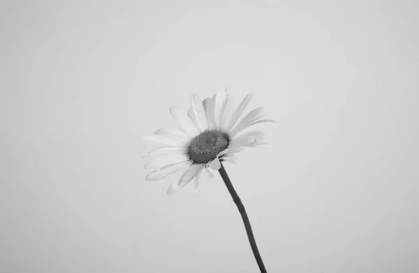 Belles Fleurs Blanches Été Délicates Une Marguerite Dans Vase Monochrome — Photo