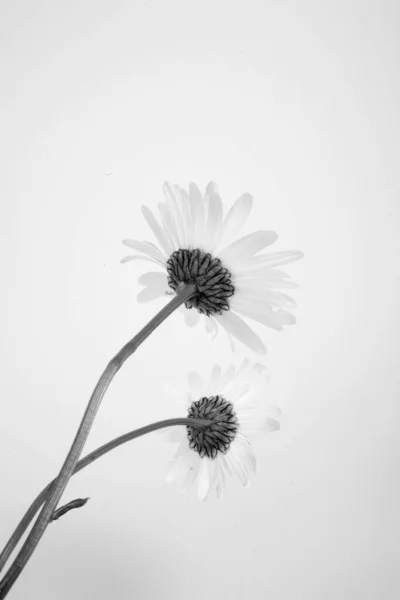 Beautiful White Summer Delicate Flowers Daisy Monochrome Vase — Stock Photo, Image