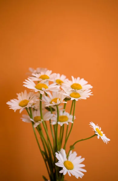 Bellissimo Bouquet Camomille Bianche Estive Vaso Uno Sfondo Arancione — Foto Stock