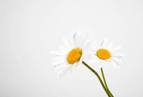 beautiful white summer buoy of chamomile on an isolated background