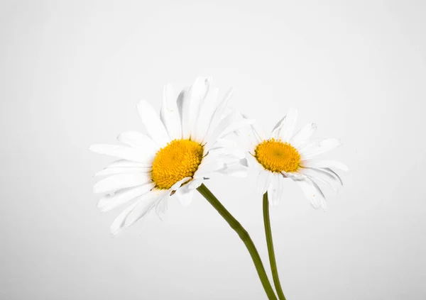 Bela Bóia Verão Branco Camomila Fundo Isolado — Fotografia de Stock