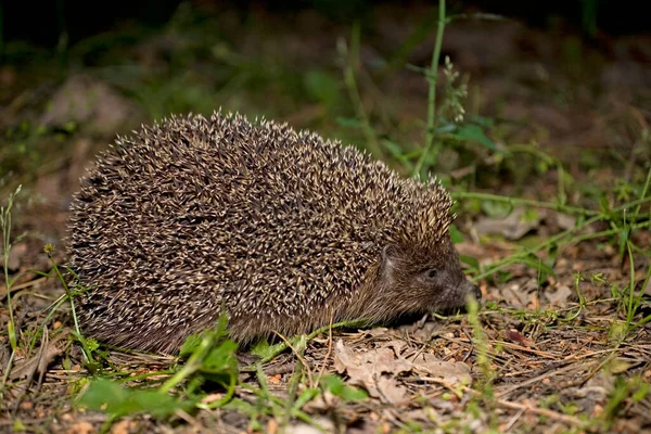 Beautiful Free Little Animal Hedgehog Wandering Woods Night — Stock Photo, Image