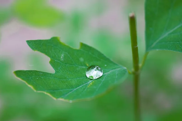 Chuva Pequena Bonita Cai Uma Folha Verde Prado Dia Verão — Fotografia de Stock