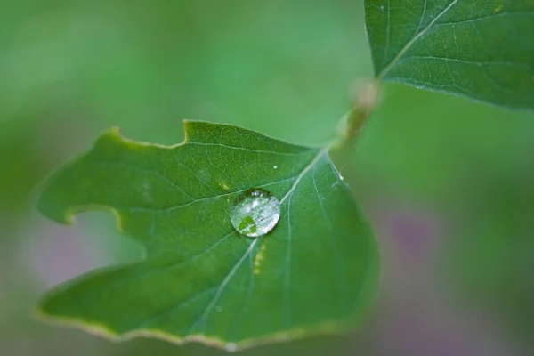 Chuva Pequena Bonita Cai Uma Folha Verde Prado Dia Verão — Fotografia de Stock