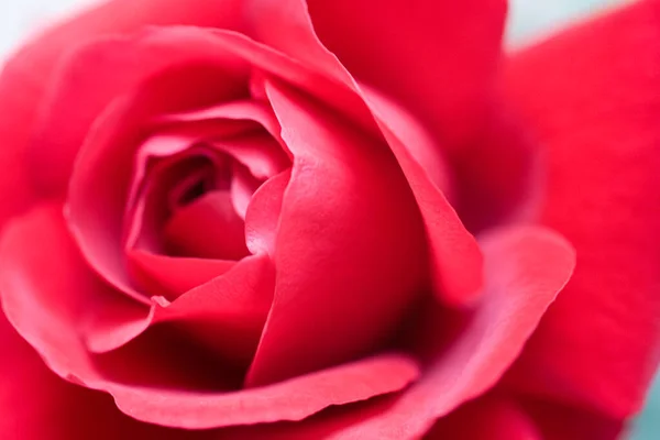 Красивый Красный Фон Лепестками Розовых Цветов Крупном Плане — стоковое фото
