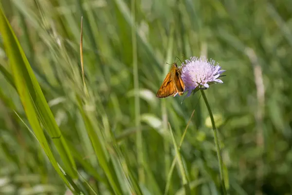 Piękny Mały Brązowy Motyl Siedzi Fioletowym Kwiatku Łące Letni Dzień — Zdjęcie stockowe