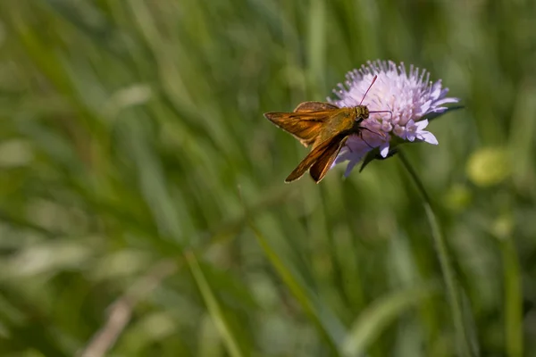 Bela Borboleta Marrom Sentada Flor Roxa Prado Dia Verão — Fotografia de Stock