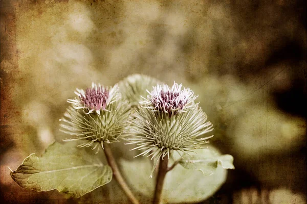 Bellissimo Fiore Cardo Viola Estivo Tra Verde Prato Selvaggio — Foto Stock