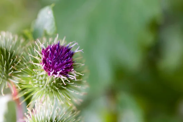 Bela Flor Cardo Roxo Verão Entre Vegetação Prado Selvagem — Fotografia de Stock