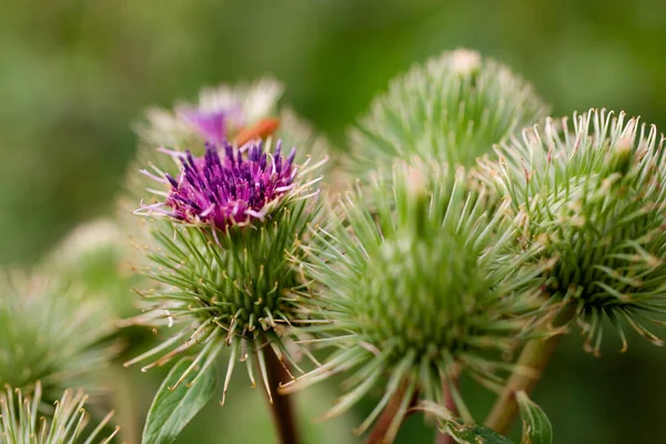 Mooie Zomer Paarse Distel Bloem Tussen Groen Een Wilde Weide — Stockfoto