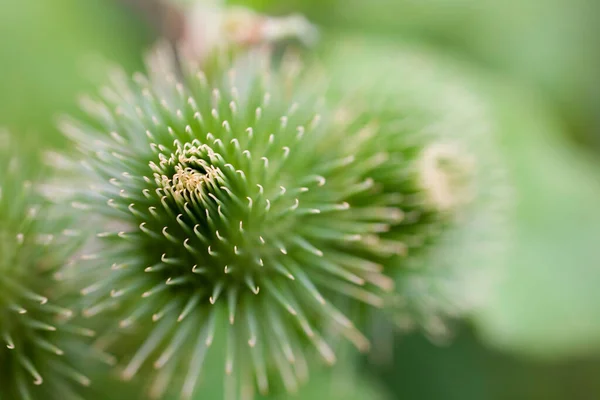 Krásná Letní Fialová Bodláková Květina Mezi Zelení Divoké Louce — Stock fotografie
