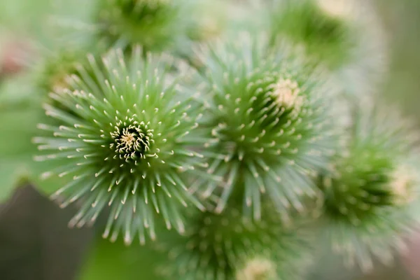 Mooie Zomer Paarse Distel Bloem Tussen Groen Een Wilde Weide — Stockfoto