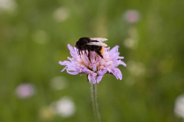 Schöne Insekt Hummel Auf Einer Lila Blume Einem Sommertag Einer — Stockfoto