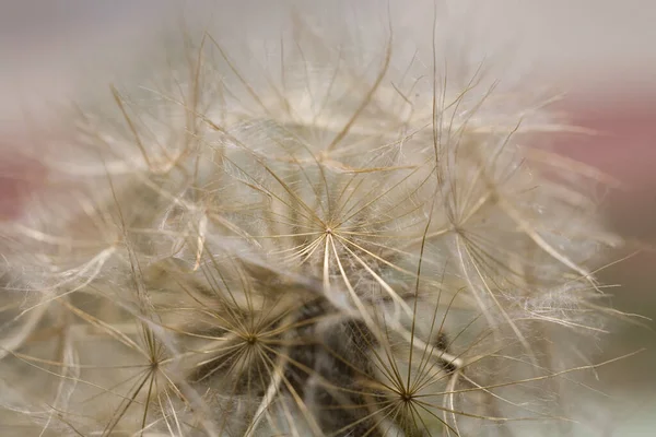 Hermoso Delicado Diente León Creciendo Verde Césped Caliente Rayos Sol — Foto de Stock