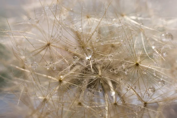 Closeup Background Delicate Beautiful Dandelion Drops Summer Dew — Stock Photo, Image