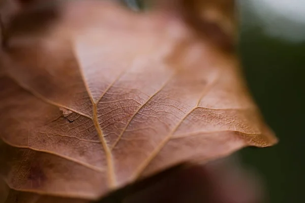 Hermosas Hojas Marrones Otoño Sobre Fondo Verde Cerca — Foto de Stock