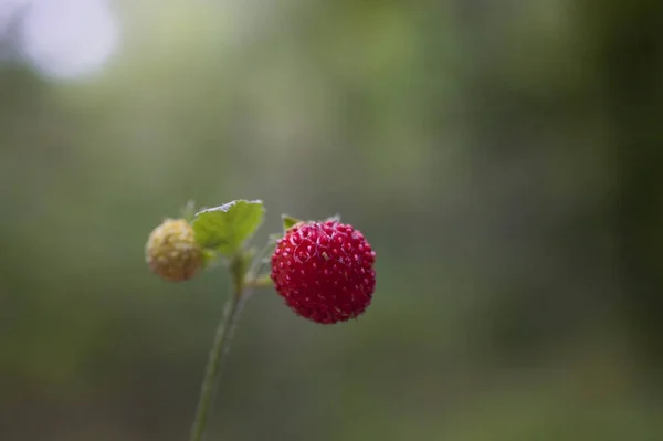 Belo Morango Selvagem Vermelho Selvagem Saboroso Entre Folhas Verdes Floresta — Fotografia de Stock