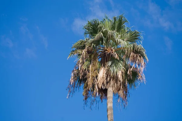 beautiful exotic palm tree with green leaves on a background of blue sky on a sunny hot day,