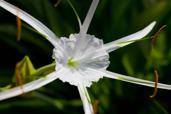 緑の葉を背景に美しい白花を咲かせます — ストック写真