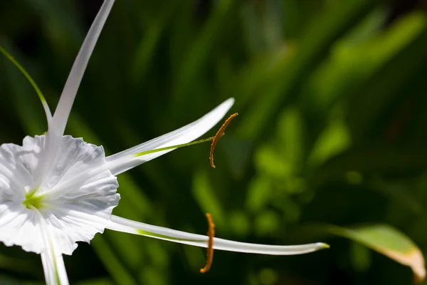Bela Flor Original Branca Contra Fundo Folhas Verdes — Fotografia de Stock