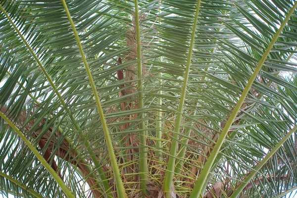 Beautiful Green Palm Leaf Forming Interesting Original Natural Background — Stock Photo, Image