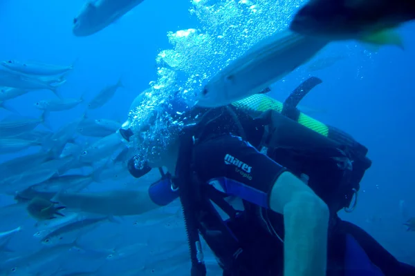 Mergulhador Nadando Entre Belos Peixes Grandes Oceano Quente Azul — Fotografia de Stock