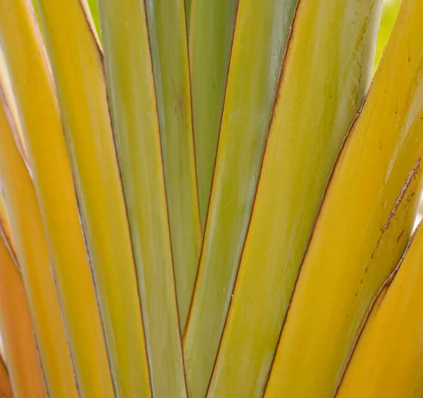 Bela Folha Palma Verde Formando Interessante Fundo Natural Original — Fotografia de Stock