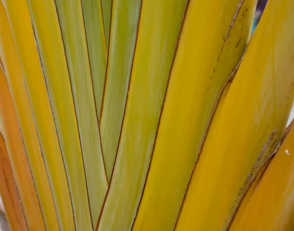 Güzel Yeşil Palmiye Yaprağı Ilginç Bir Doğal Arkaplan Oluşturuyor — Stok fotoğraf